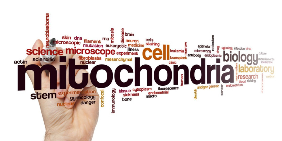 Czym są mitochondria i dlaczego powinieneś o nie dbać?