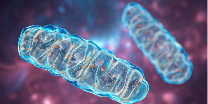 Antyoksydanty mitochondrialne - co to jest i jak działają?